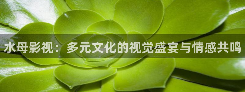 水母影视：多元文化的视觉盛宴与情感共鸣